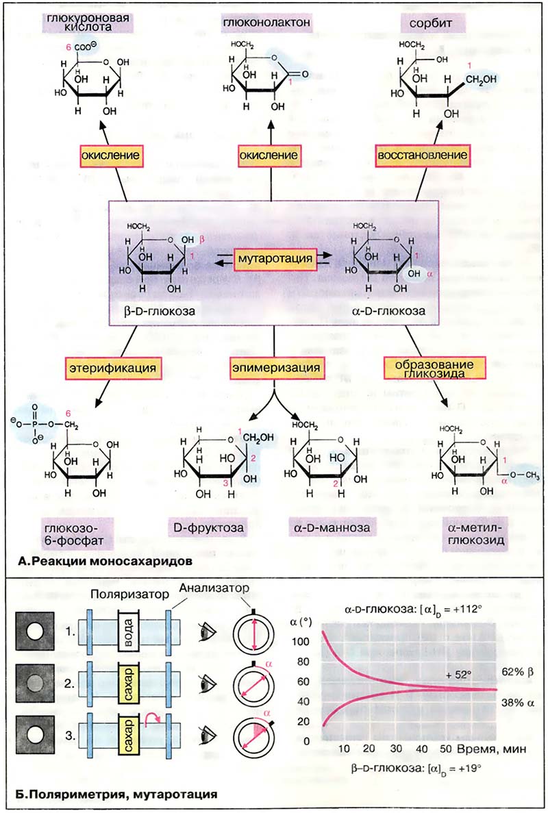 Биомолекулы. Углеводы / Химия углеводов Биомолекулы. Углеводы / Химия углеводов
