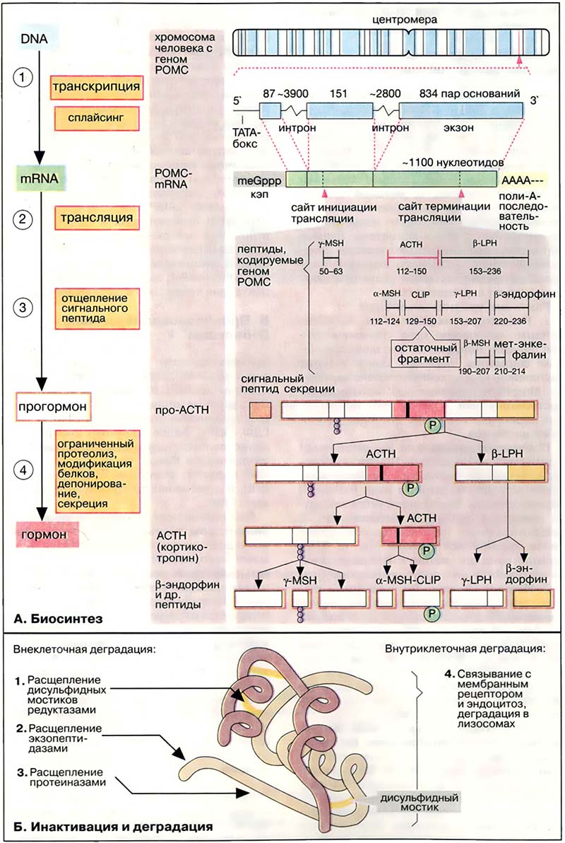 Гормоны. Гидрофильные гормоны / Метаболизм пептидных гормонов Гормоны. Гидрофильные гормоны / Метаболизм пептидных гормонов