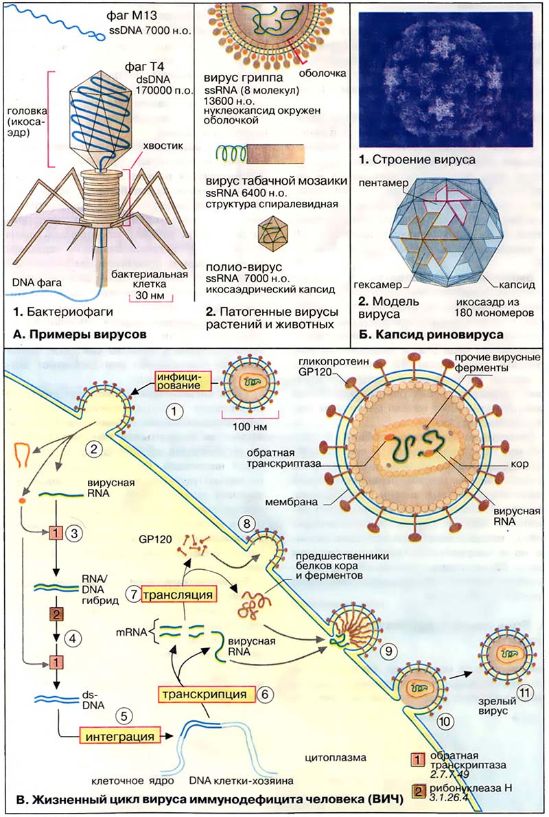 Рост и развитие. Вирусы / Вирусы Рост и развитие. Вирусы / Вирусы