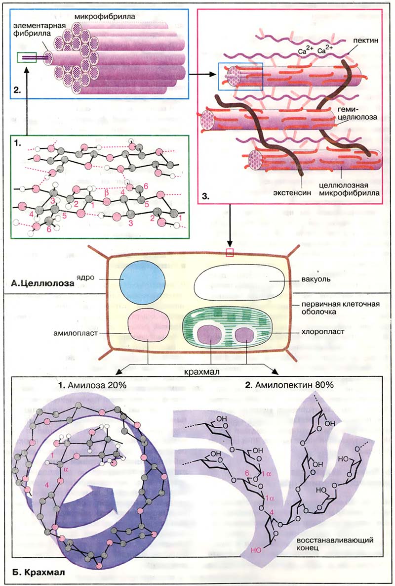 Биомолекулы. Углеводы / Растительные полисахариды Биомолекулы. Углеводы / Растительные полисахариды