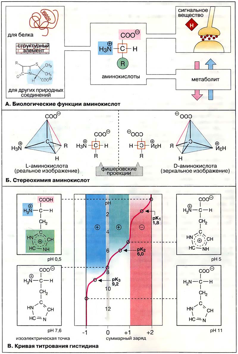 Биомолекулы. Аминокислоты / Аминокислоты: физические и химические свойства Биомолекулы. Аминокислоты / Аминокислоты: физические и химические свойства