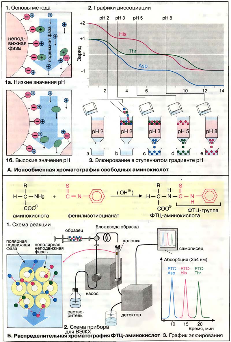 Биомолекулы. Аминокислоты / Аминокислотный анализ Биомолекулы. Аминокислоты / Аминокислотный анализ