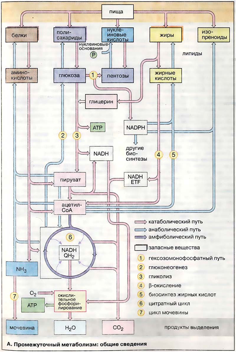 Метаболизм. Регуляция / Промежуточный метаболизм Метаболизм. Регуляция / Промежуточный метаболизм