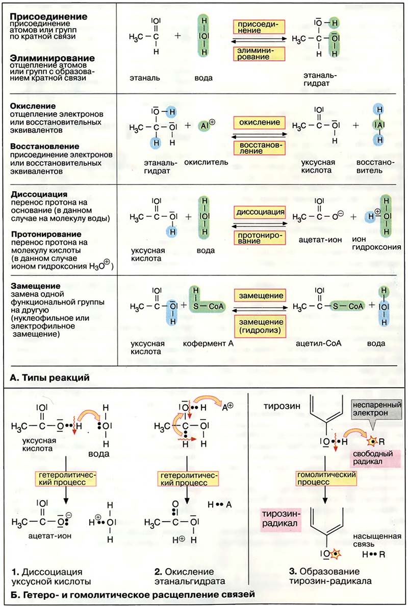 Основы биохимии. Общая химия / Химические реакции Основы биохимии. Общая химия / Химические реакции