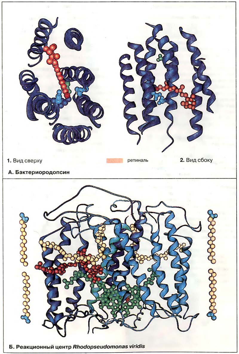 Метаболизм. Энергетика / Молекулярные модели фотосистемы Метаболизм. Энергетика / Молекулярные модели фотосистемы