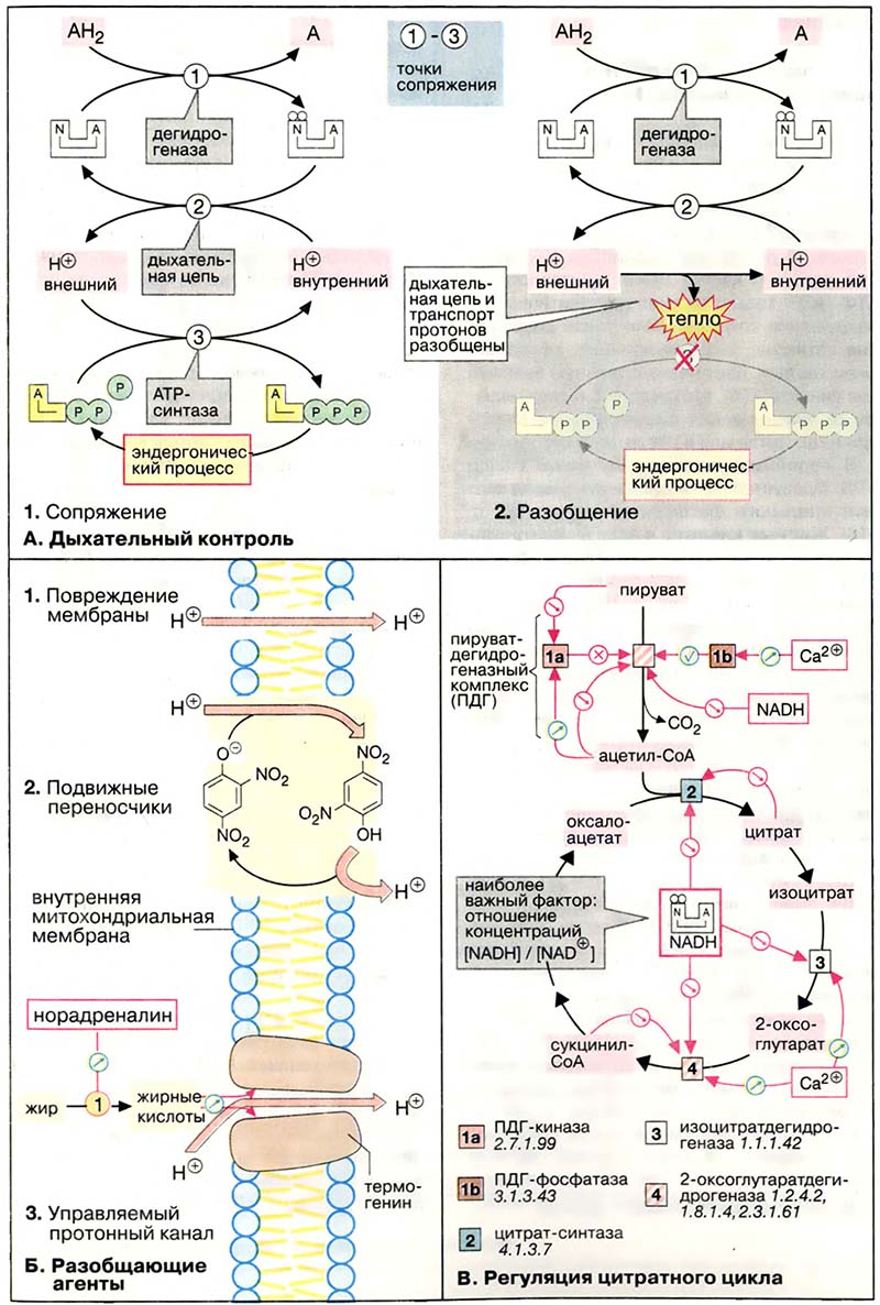 Метаболизм. Энергетика / Регуляция энергетического обмена Метаболизм. Энергетика / Регуляция энергетического обмена