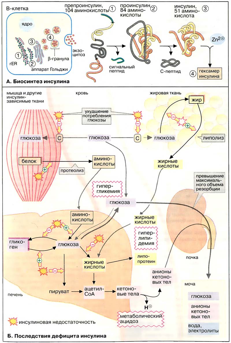 Метаболизм углеводов / Сахарный диабет Метаболизм углеводов / Сахарный диабет