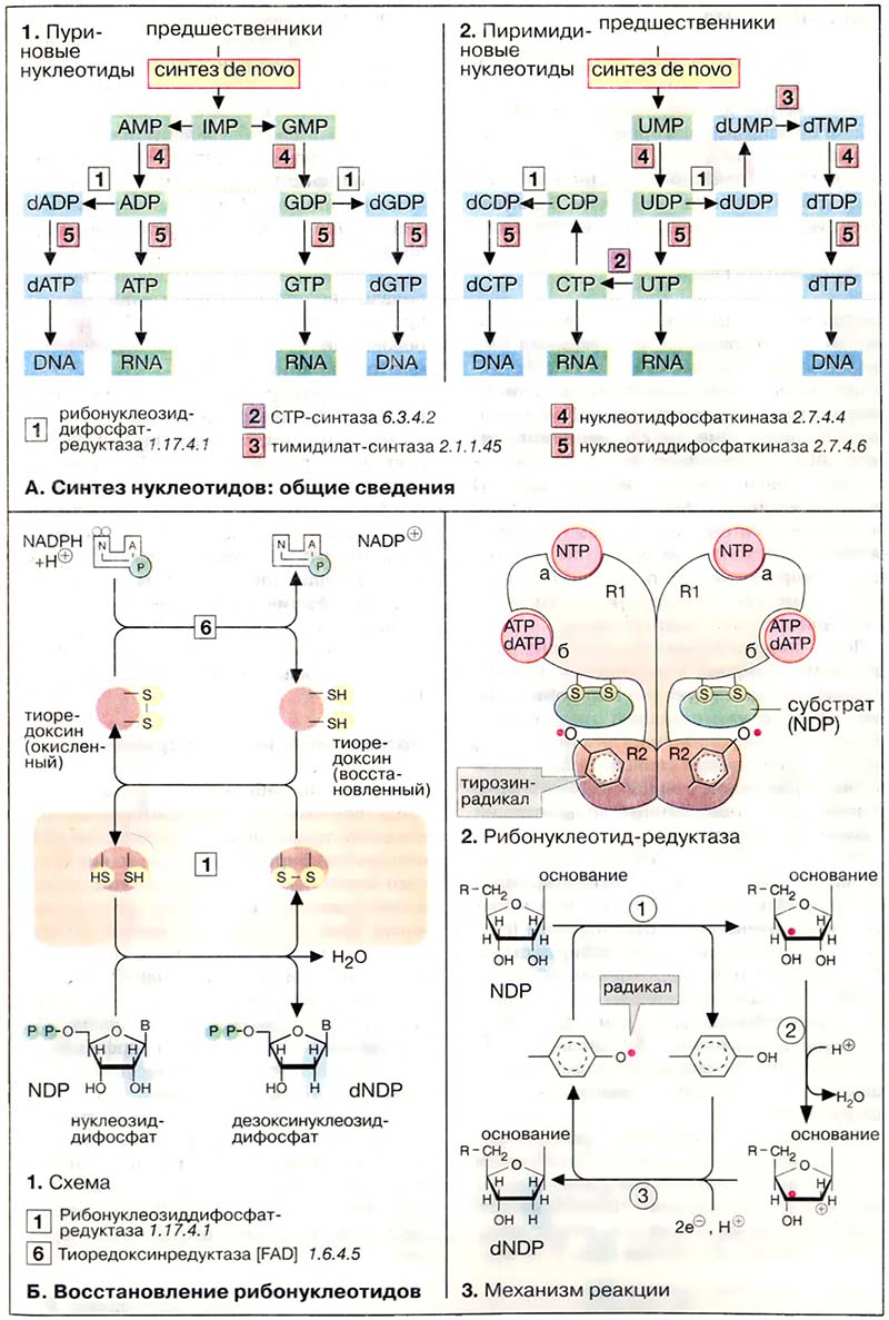 Метаболизм нуклеотидов / Биосинтез нуклеотидов Метаболизм нуклеотидов / Биосинтез нуклеотидов