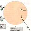Б. Метаболизм этанола Б. Метаболизм этанола